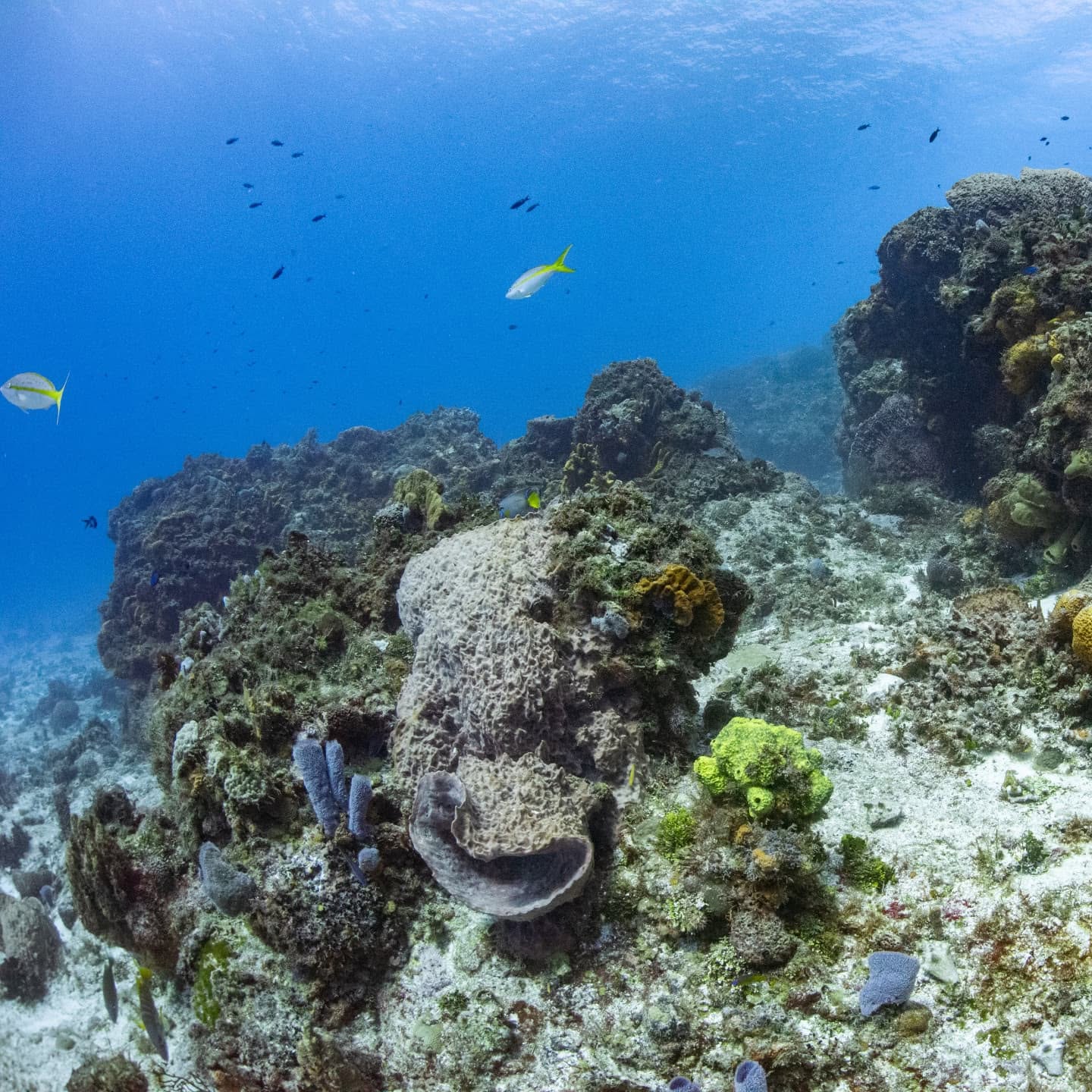 Coral formations beneath the water in Cozumel