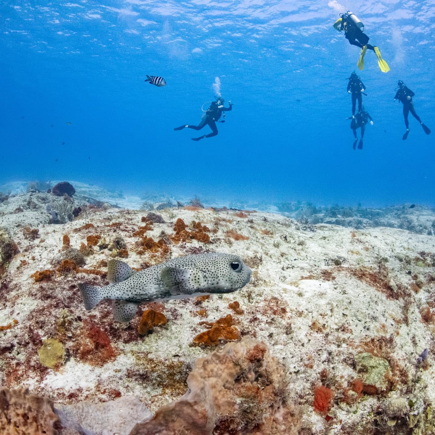 Colorful reef fish swimming in Cozumel