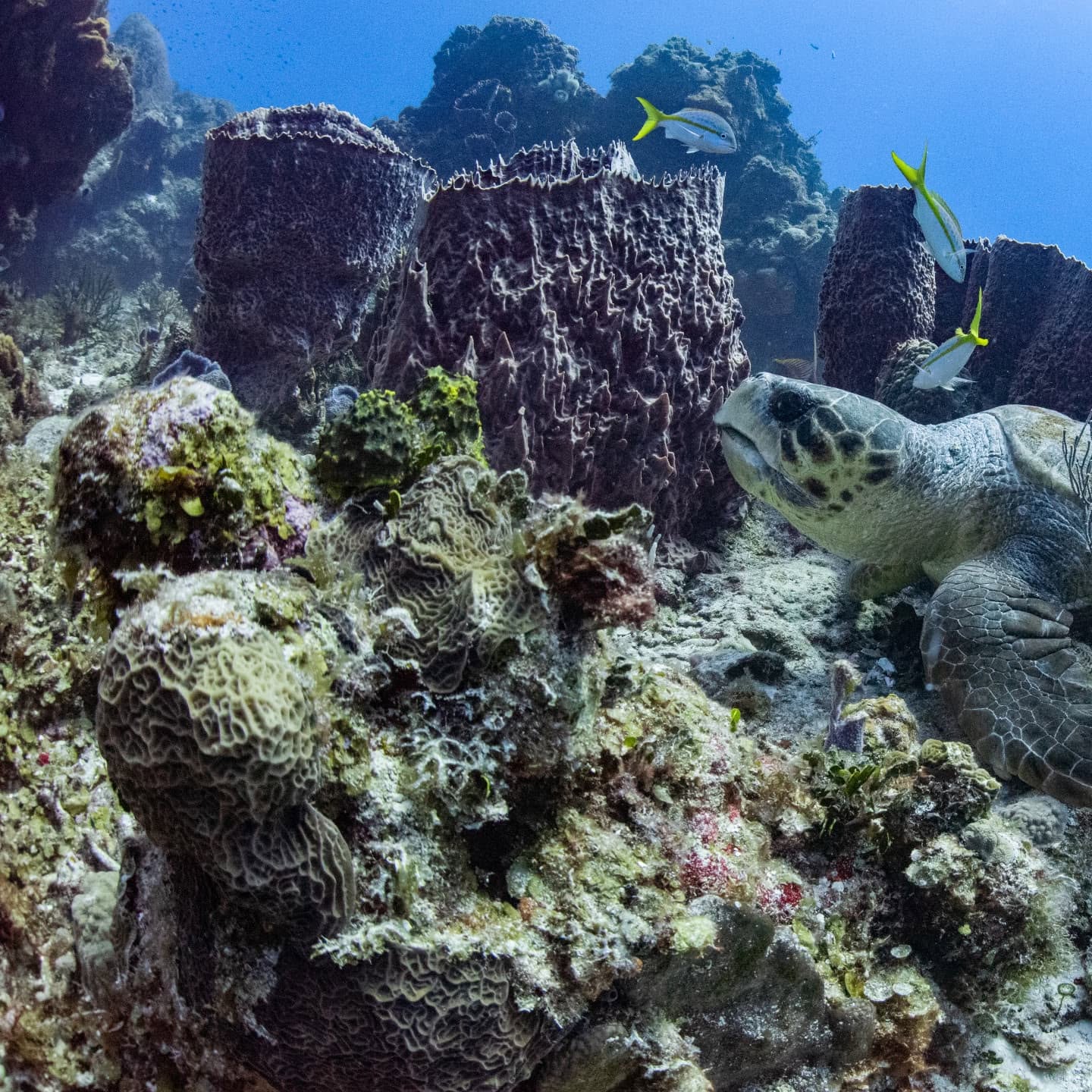Close view of a sea turtle while scuba diving in Cozumel