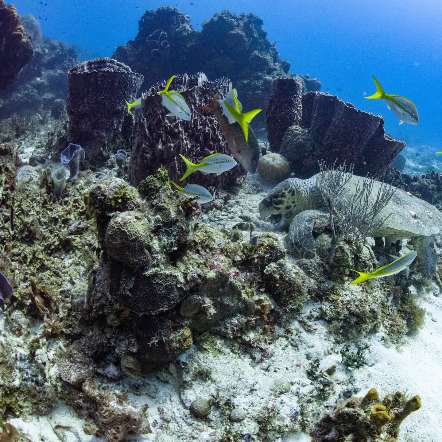 Large sea turtle swimming above the reef in Cozumel