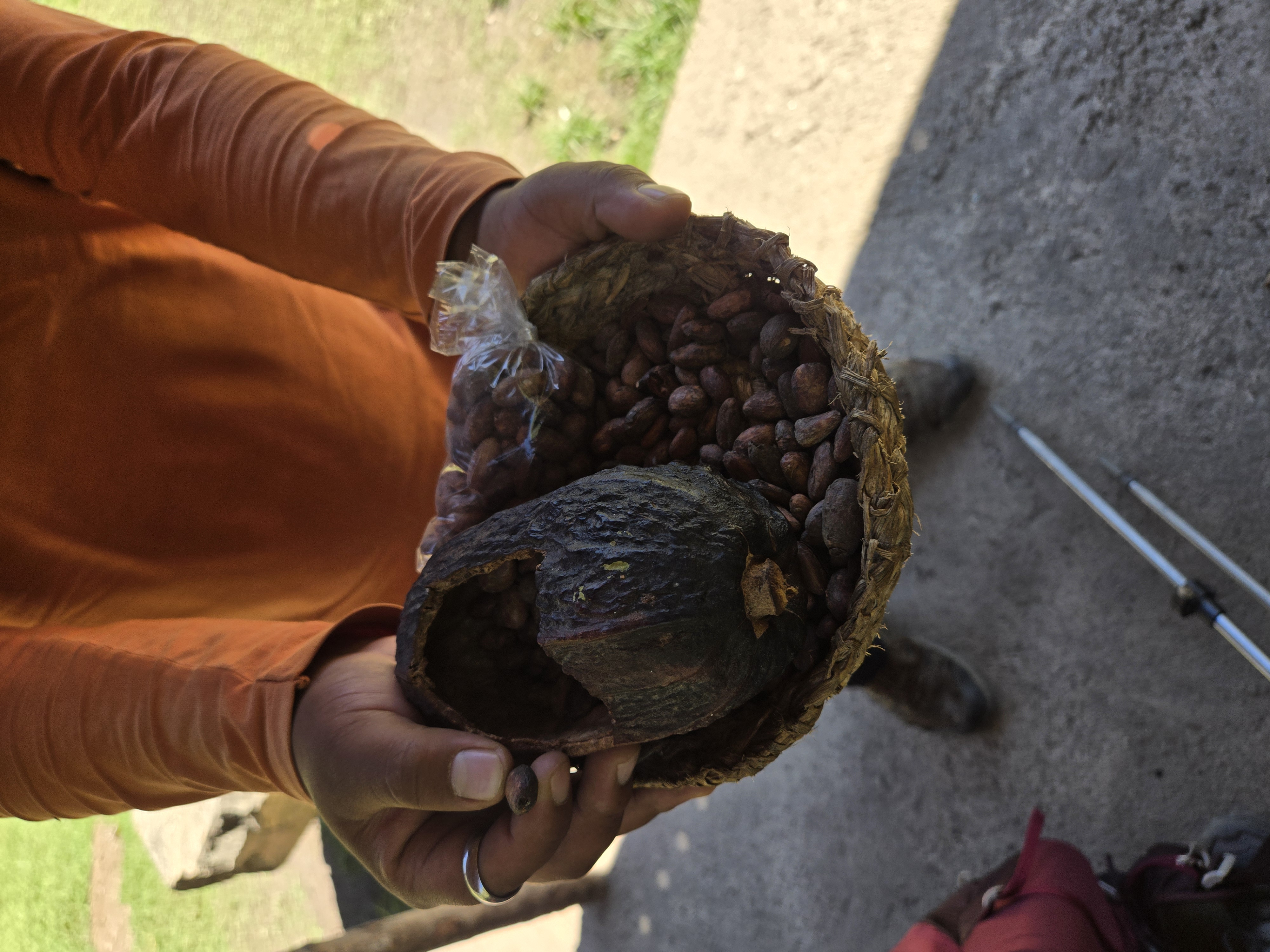 Fresh cacao beans removed from a cacao pod
