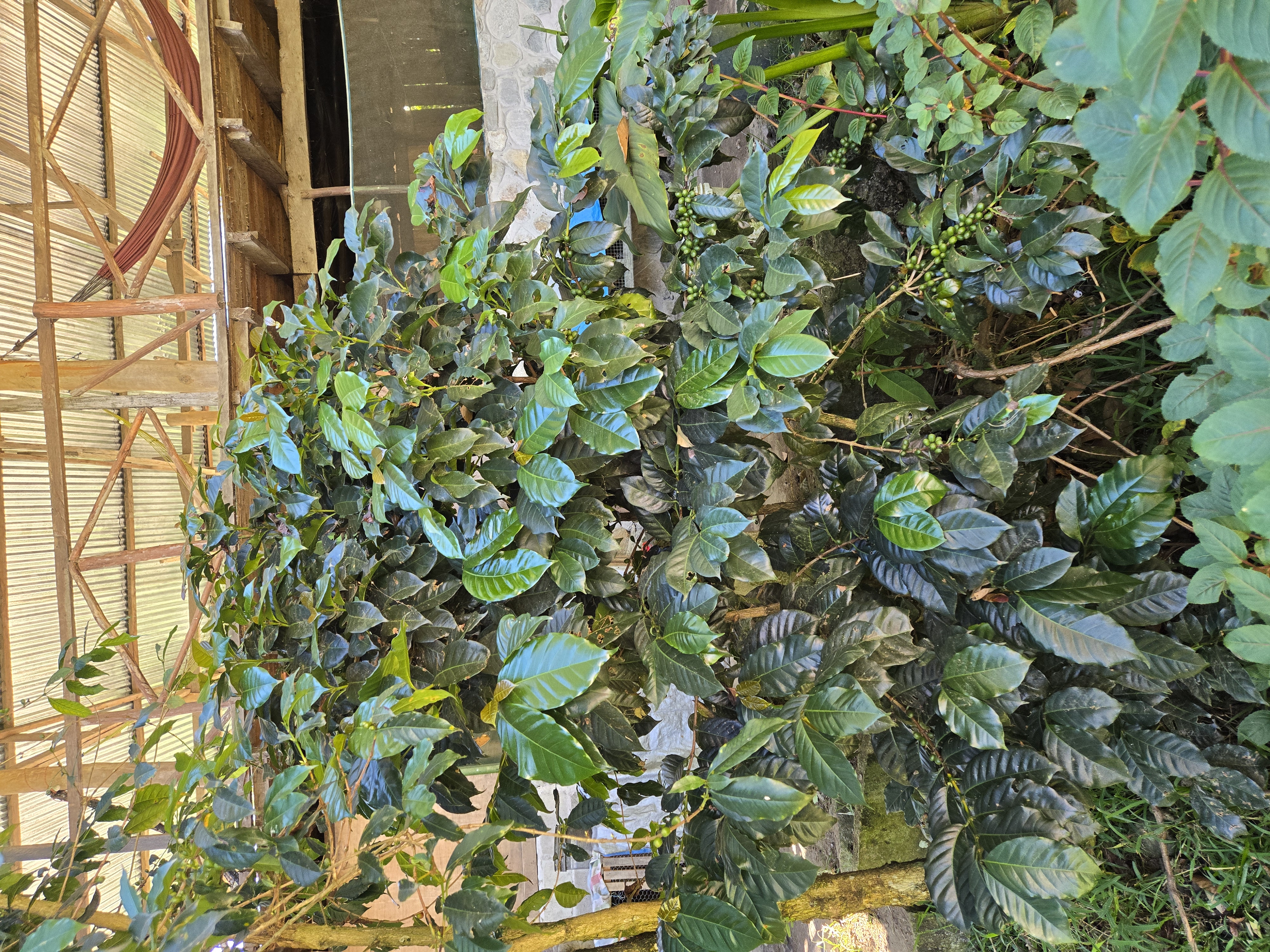 Coffee cherries growing on a coffee tree